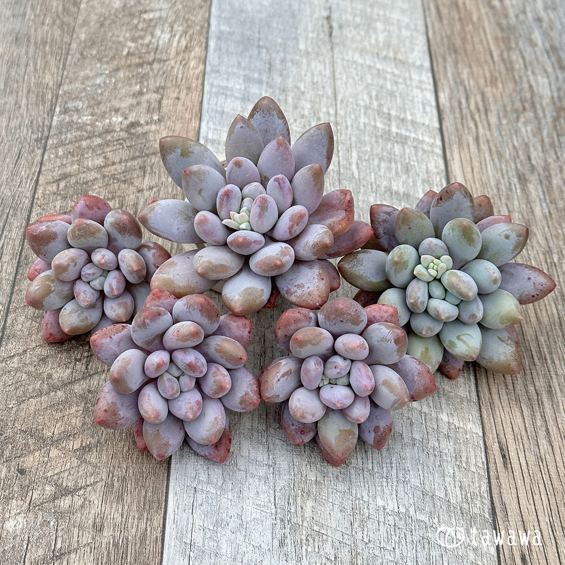 New Arrivals: Ice Green