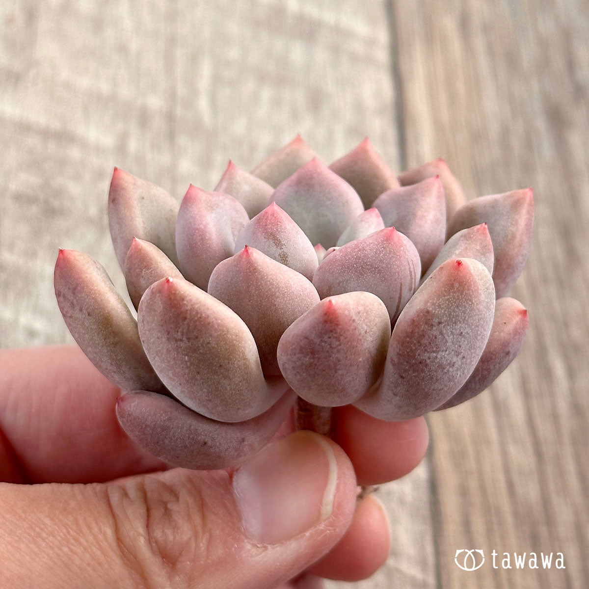 オレンジシャーベット
