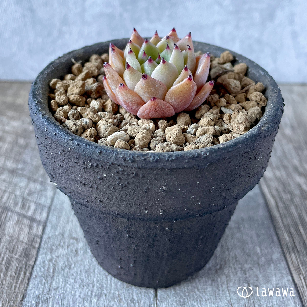 New Arrivals: Ice Green