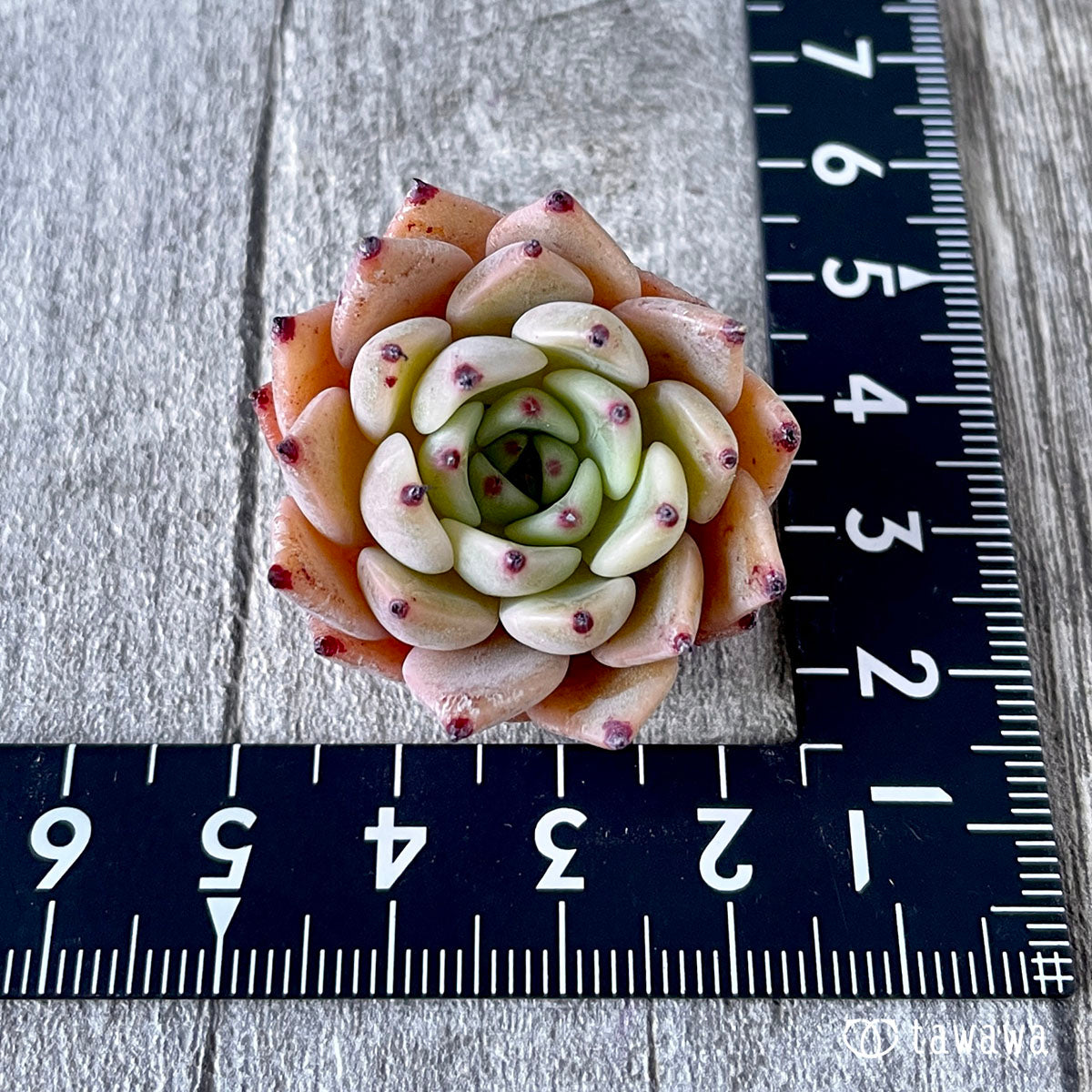 New Arrivals: Ice Green