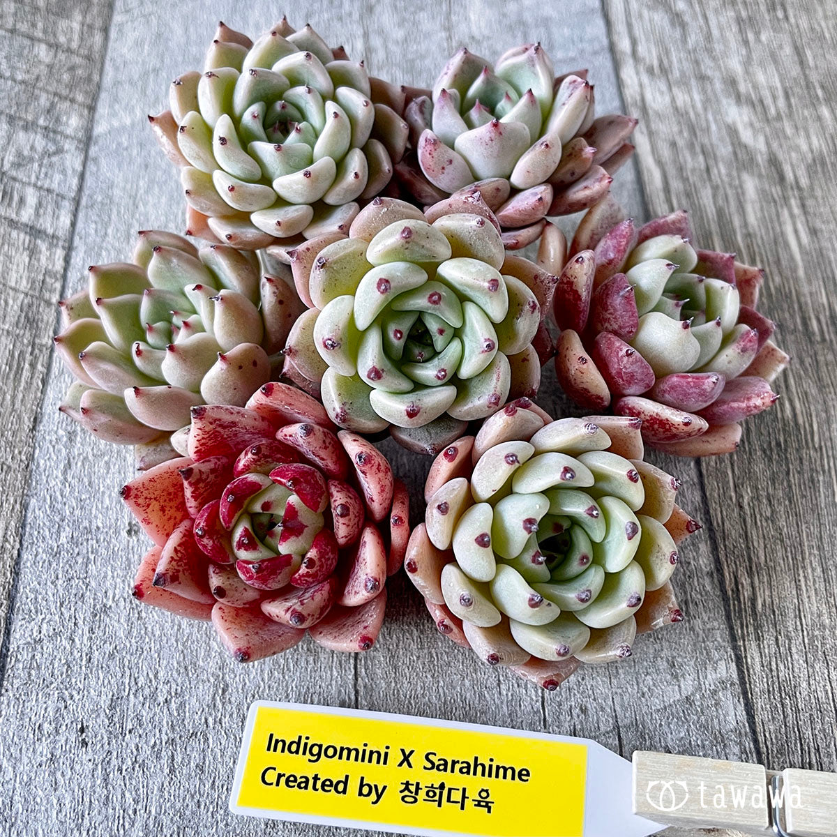 New Arrivals: Ice Green
