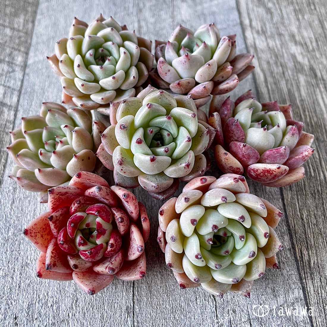 New Arrivals: Ice Green