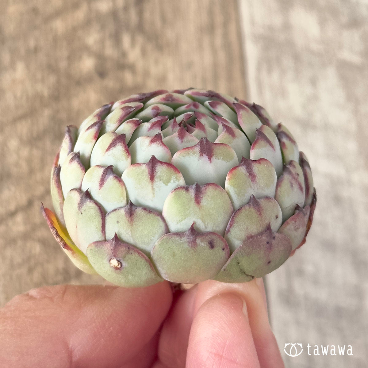 ダークミニマ