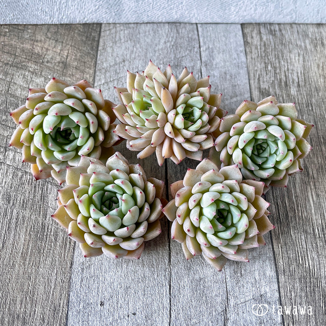 New Arrivals: Ice Green