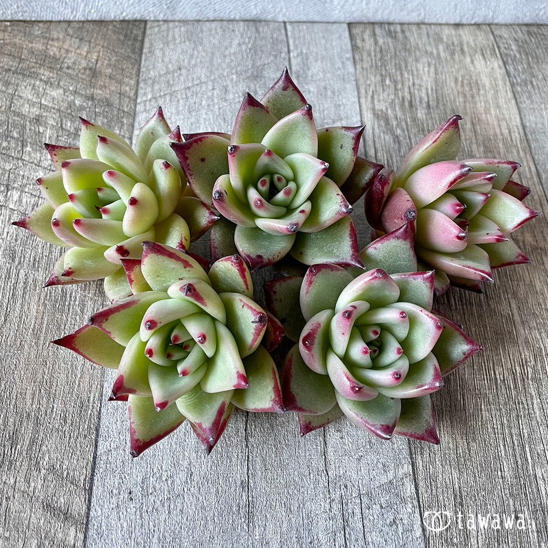 New Arrivals: Ice Green