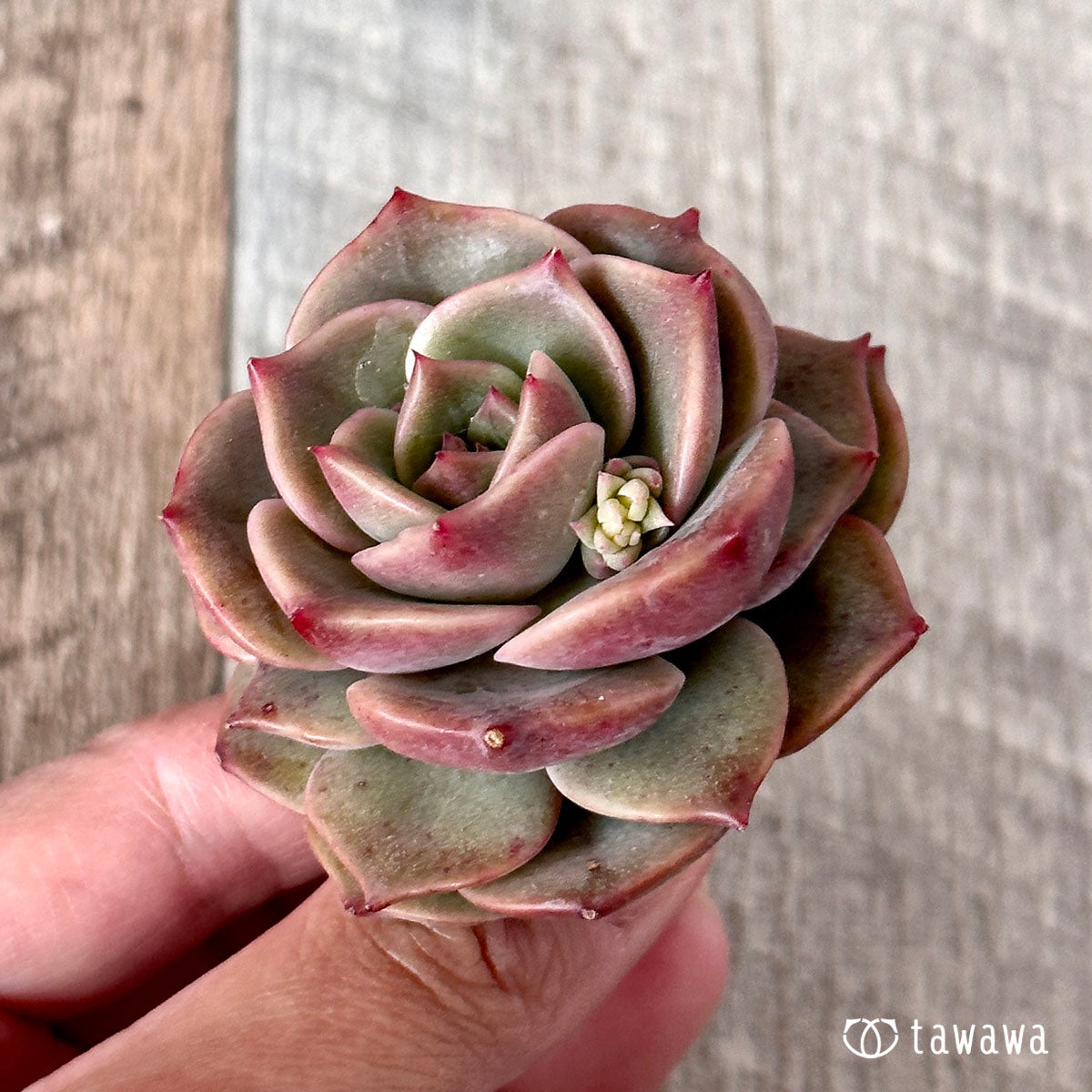 アンジェリーナ 多肉植物 エケベリア - インテリア小物