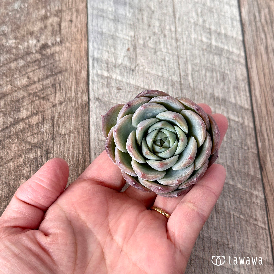 Crystal Rose Crystal Rose