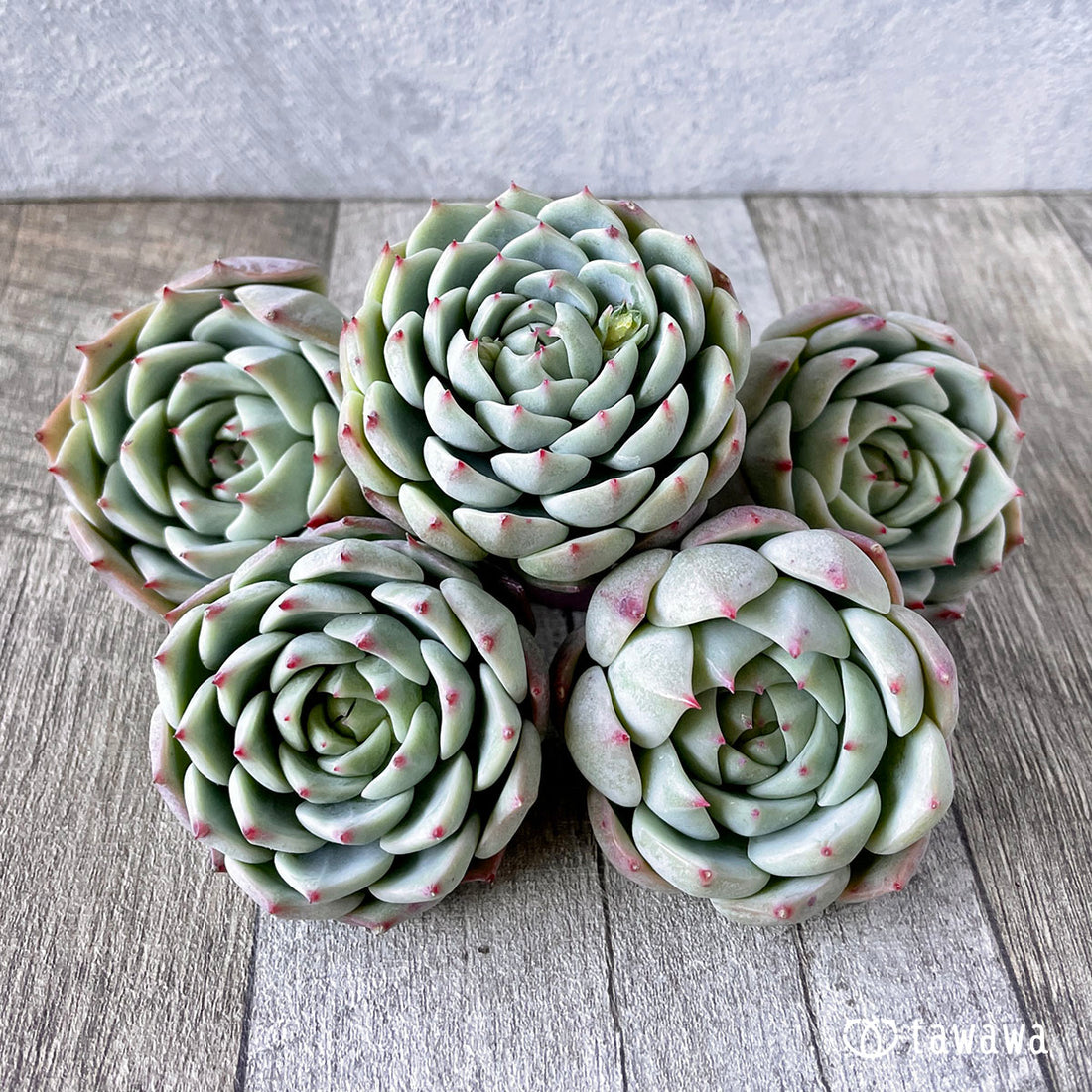 New Arrivals: Ice Green