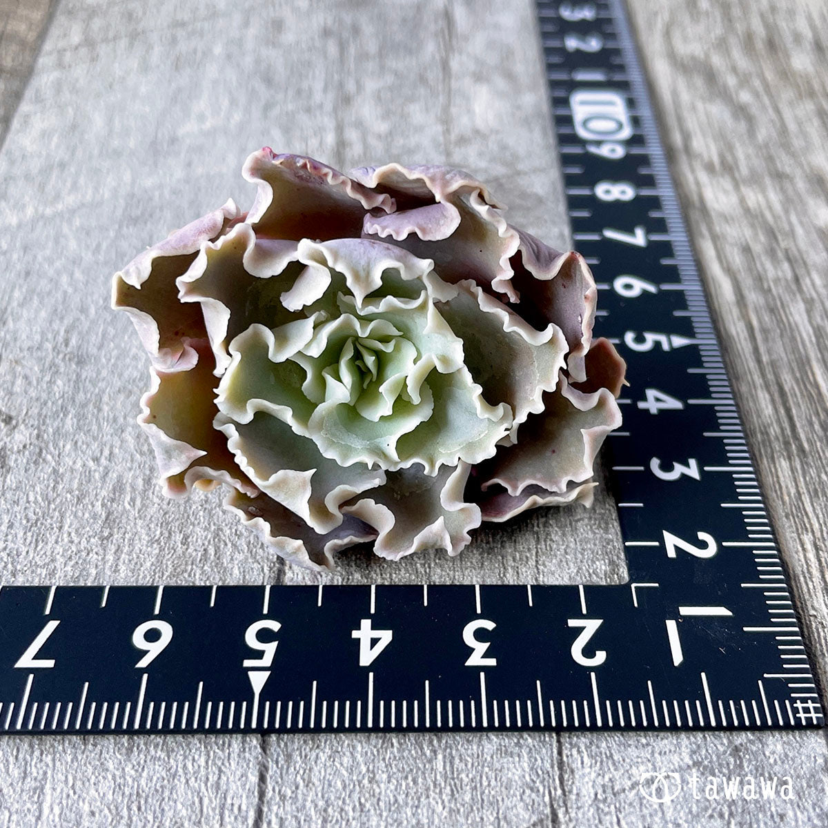 New Arrival* Cubic Frost