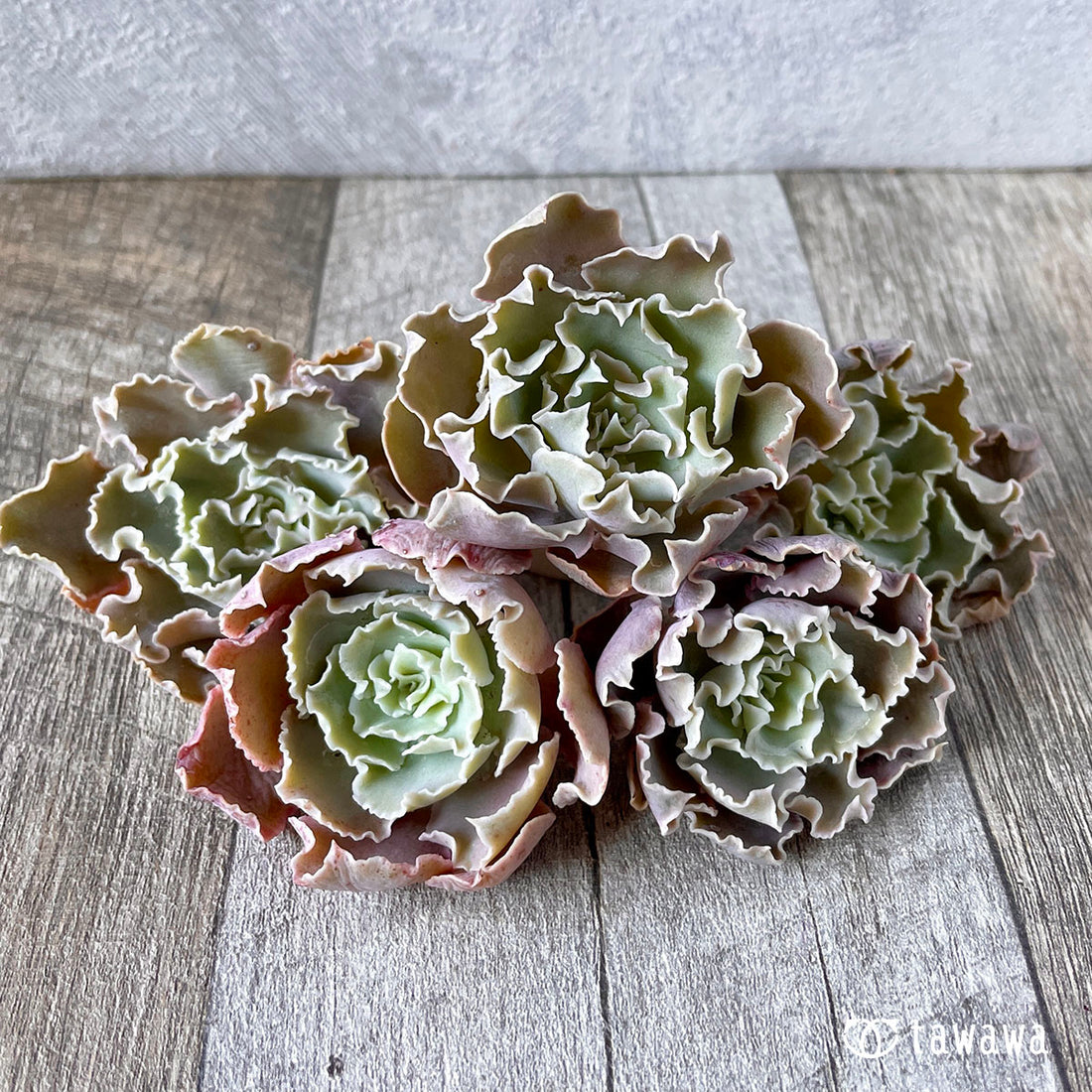 New Arrival* Cubic Frost