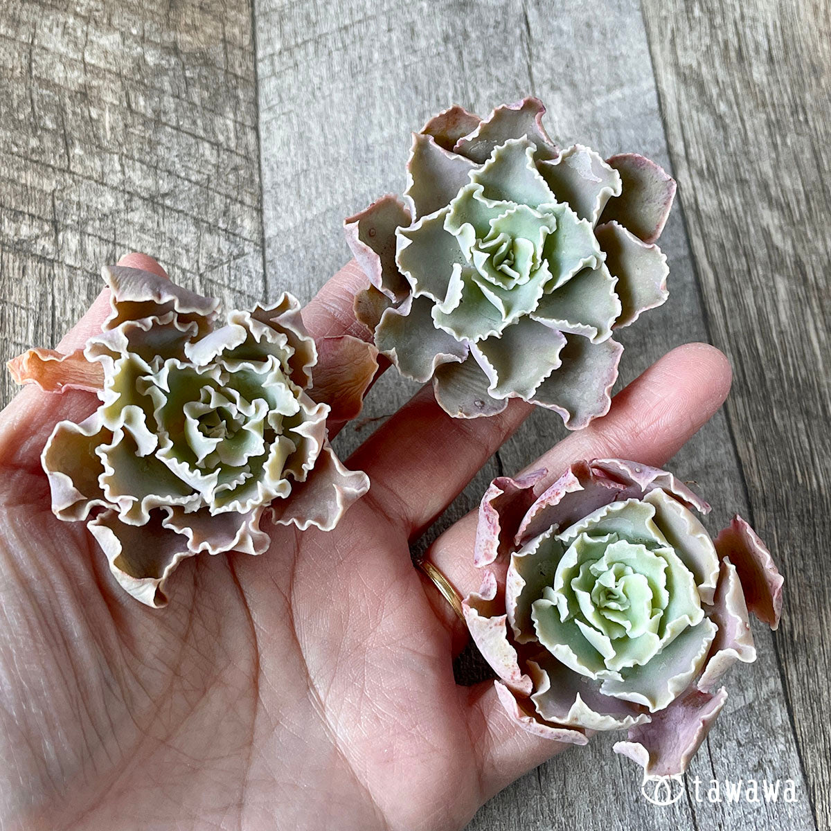 New Arrival* Cubic Frost
