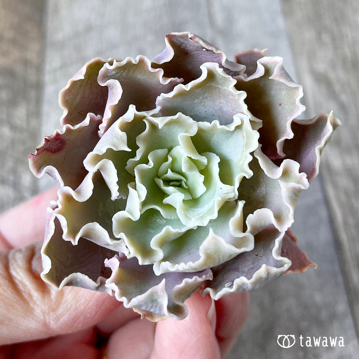 New Arrival* Cubic Frost