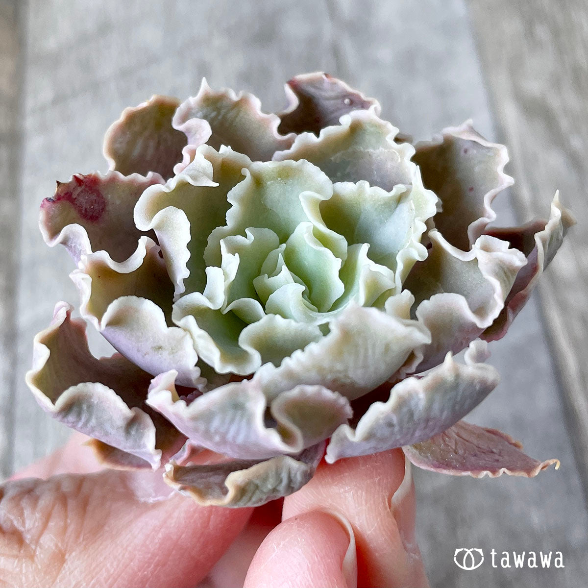 New Arrival* Cubic Frost