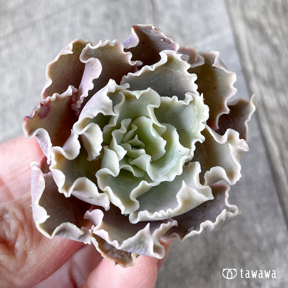 New Arrival* Cubic Frost