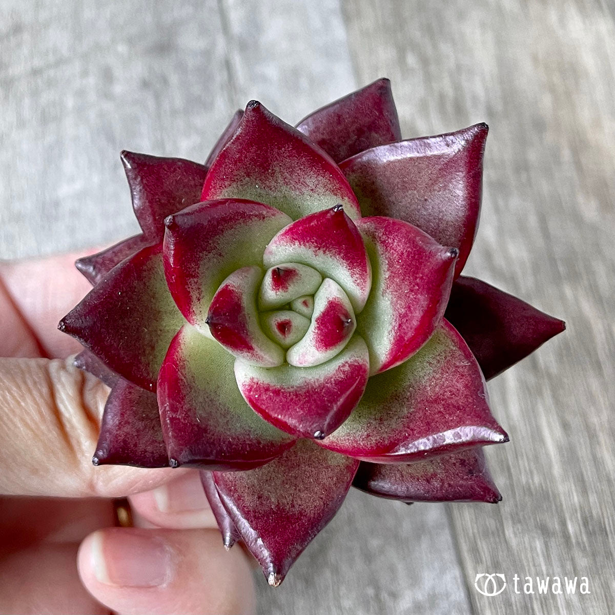 arabesque