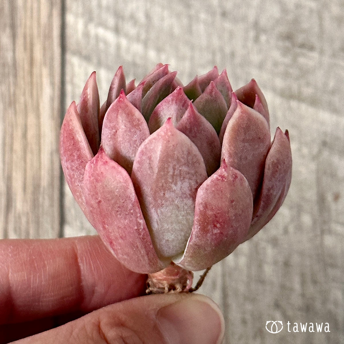 ブラッドブリアナ – 多肉植物の通販・販売サイト tawawa ブラッドブリアナ – 多肉植物の通販・販売サイト tawawa