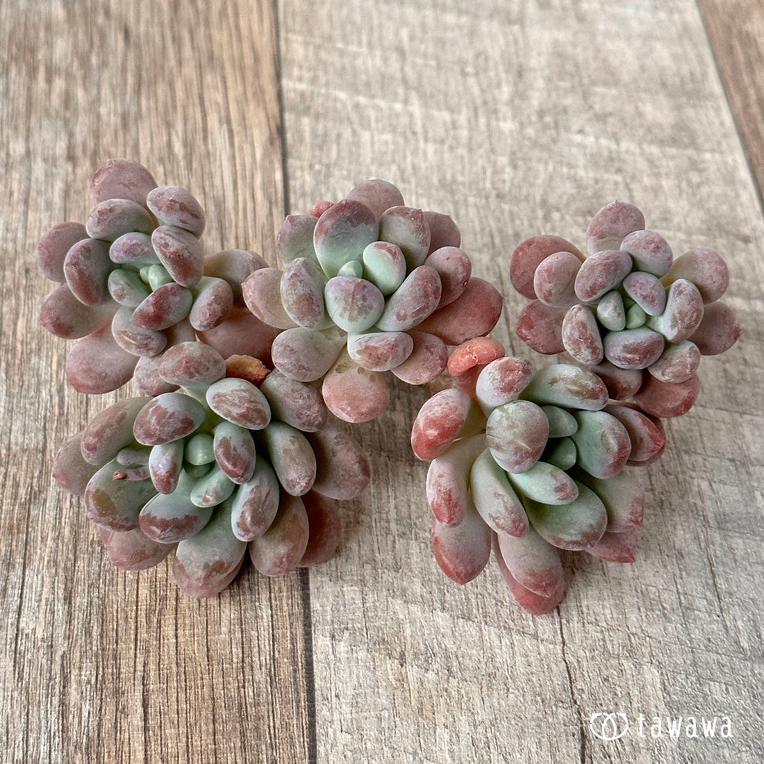 dance performance held in April by geisha and maiko in Kyoto&