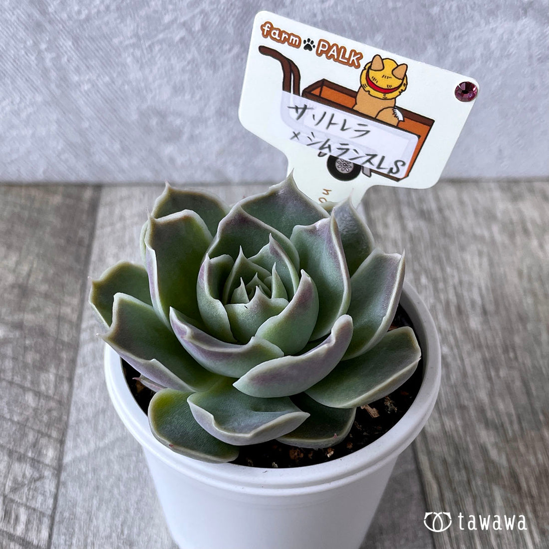 New Arrival* Star Mark