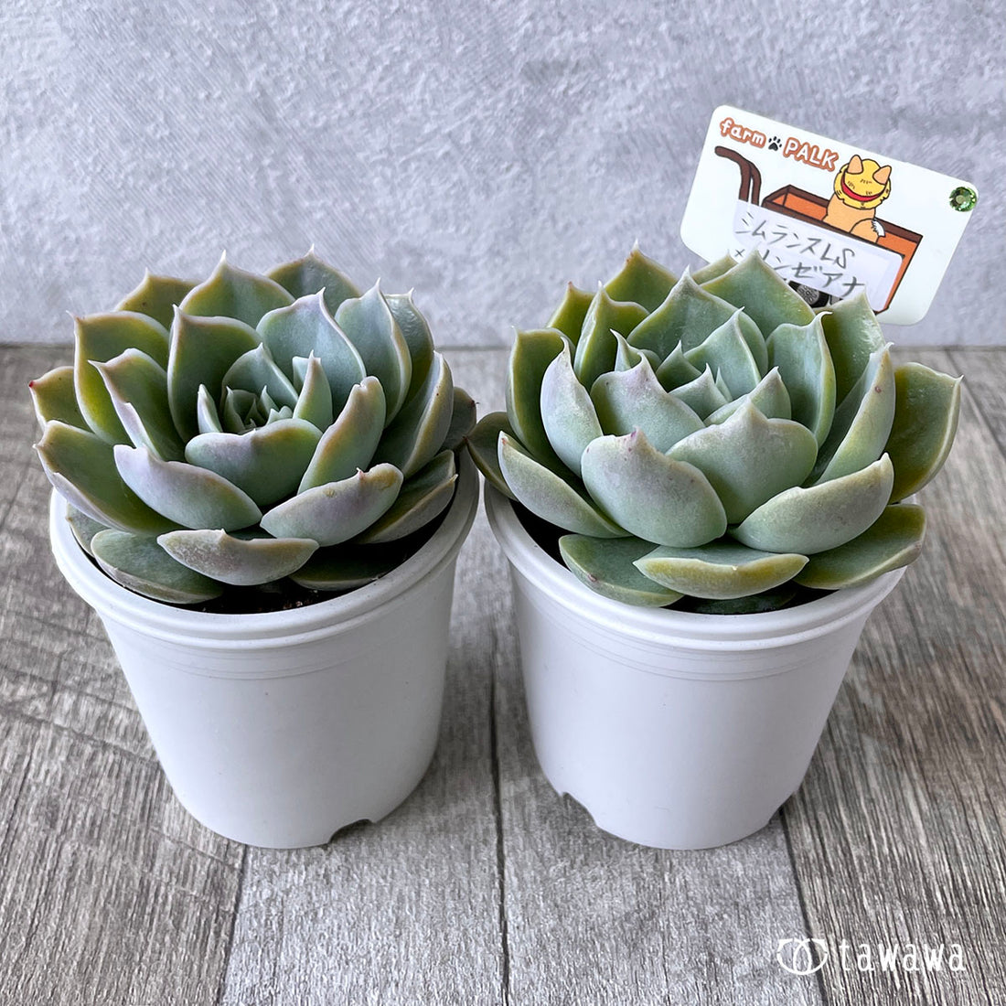 New Arrival* Star Mark