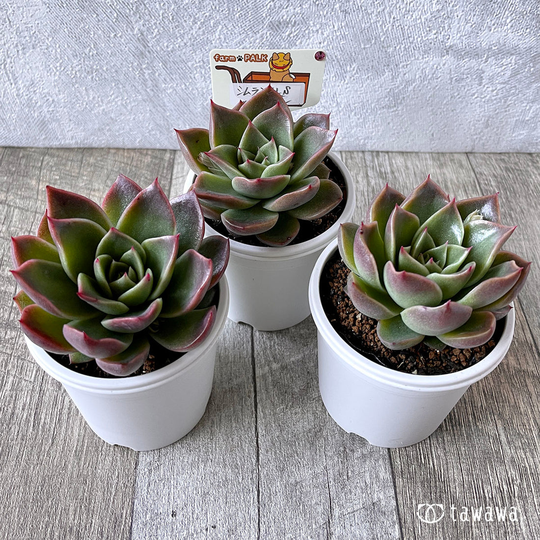 New Arrival* Star Mark