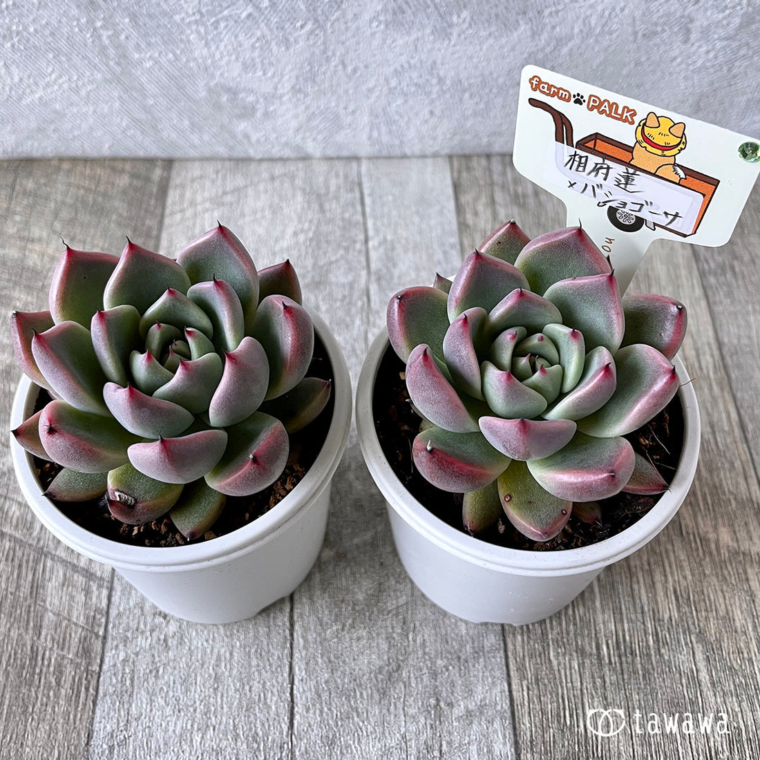 New Arrival* Star Mark