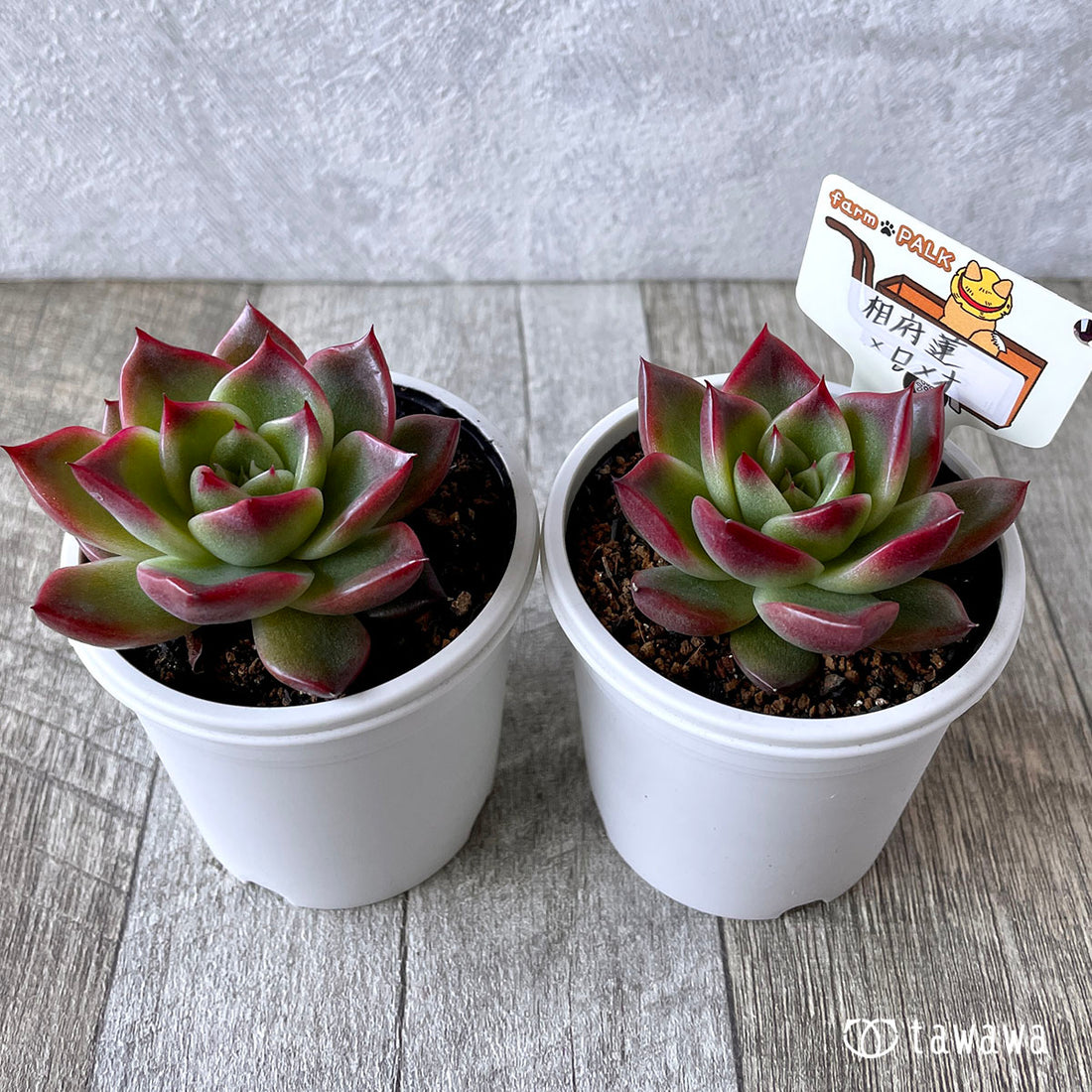 New Arrival* Star Mark