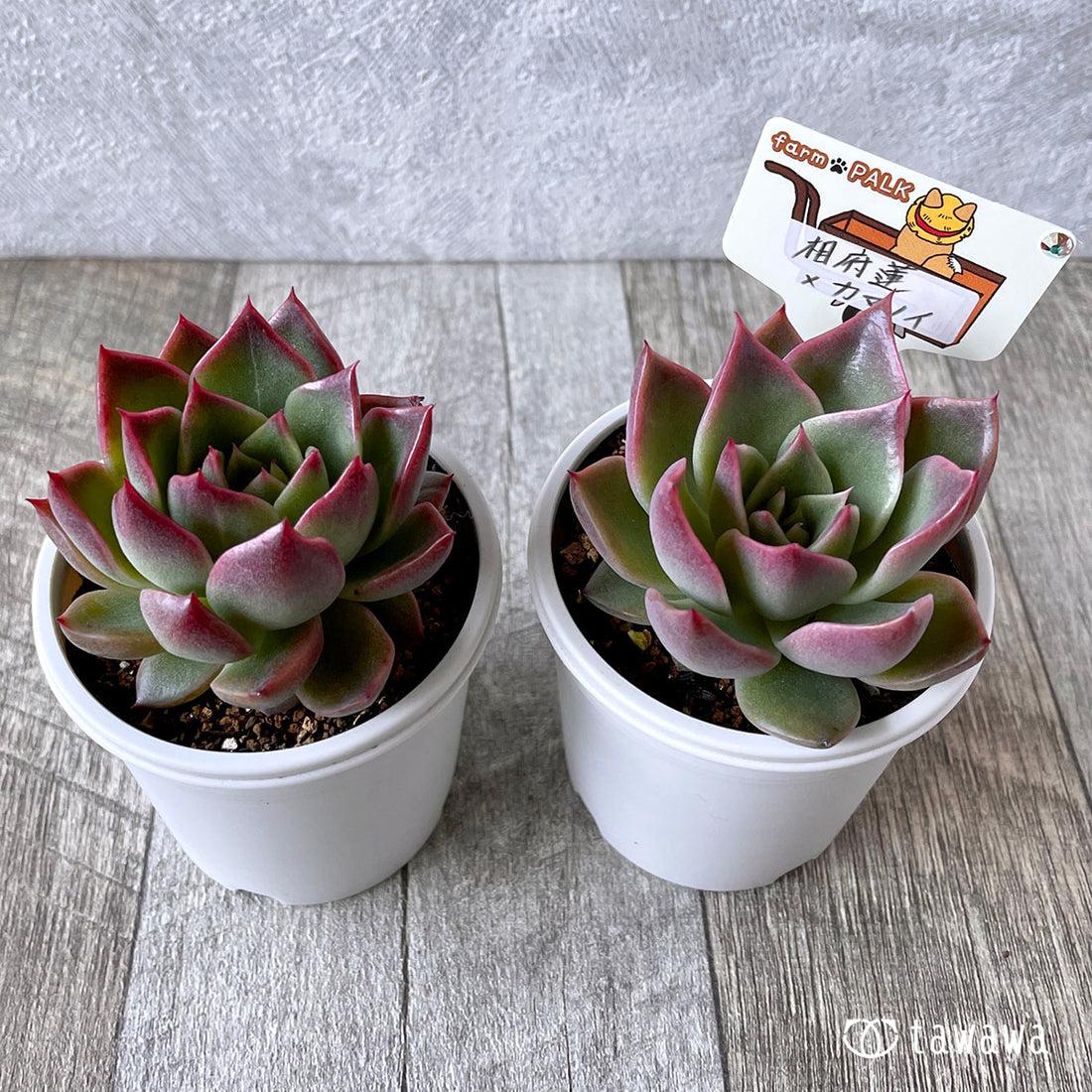 New Arrival* Star Mark