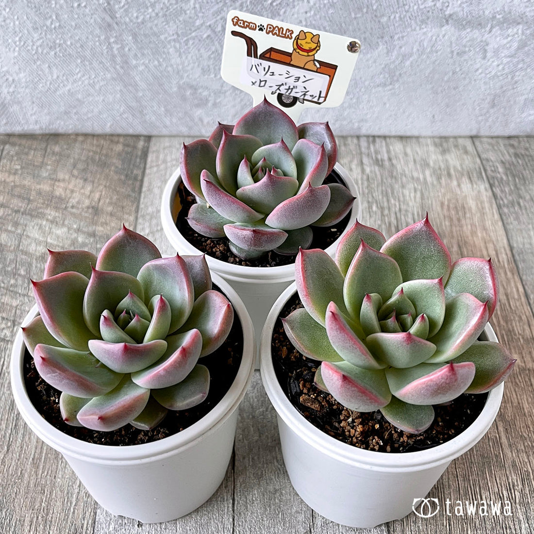 New Arrival* Star Mark