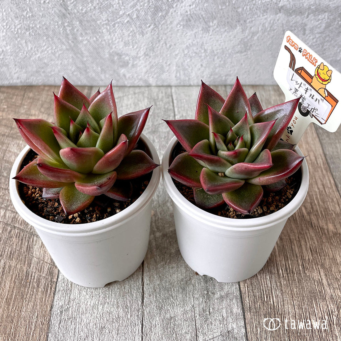 New Arrival* Star Mark