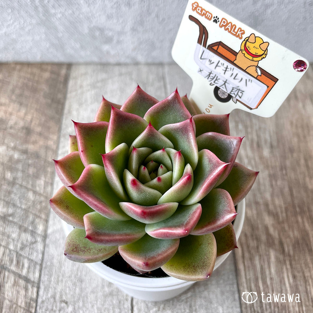 New Arrival* Star Mark