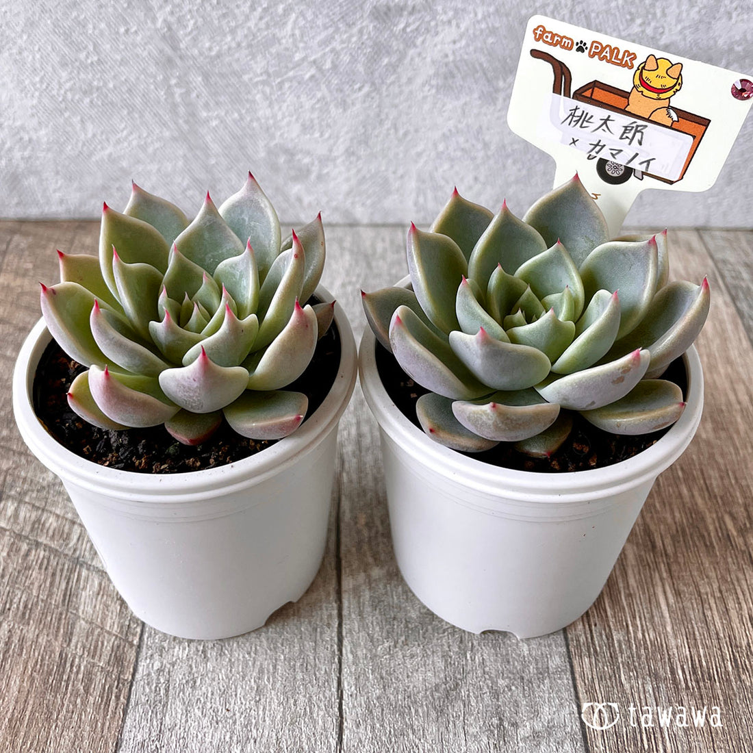 New Arrival* Star Mark