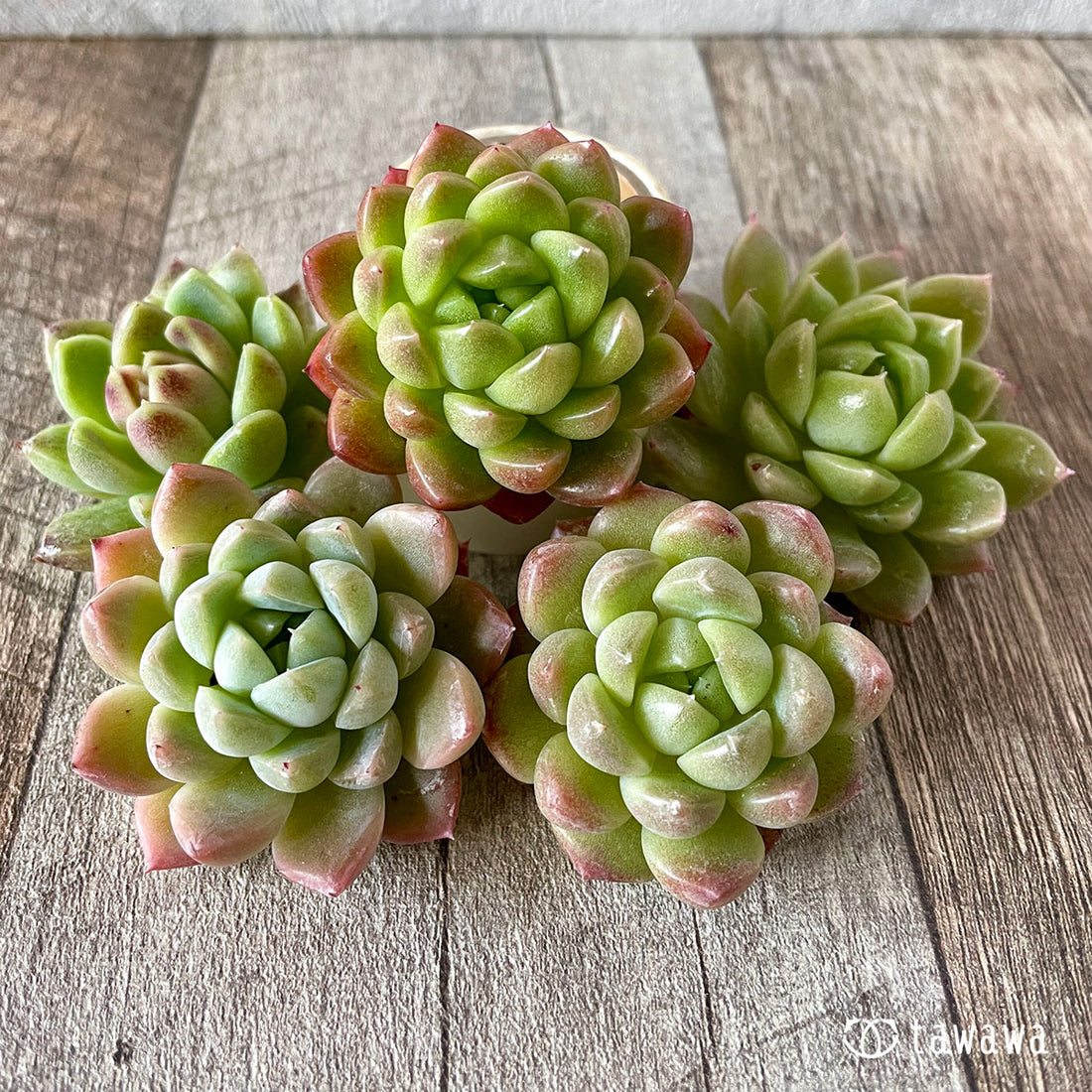 New Arrivals: Ice Green