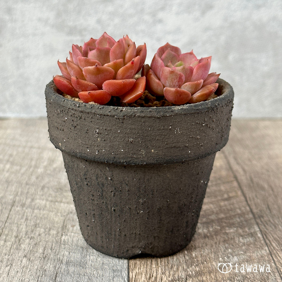 New Arrival Brown Rose
