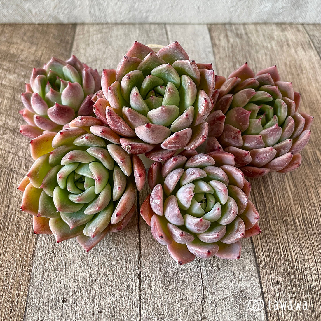 New Arrivals: Ice Green