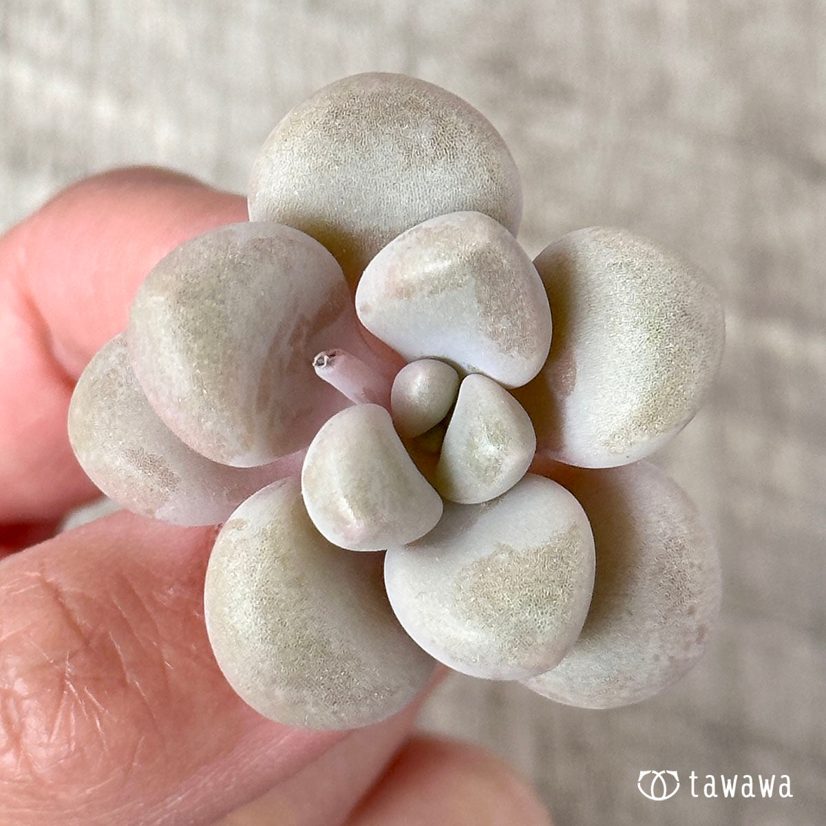엘렌
