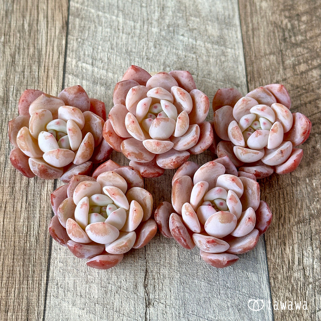 Orange Monroe Orange Monroe