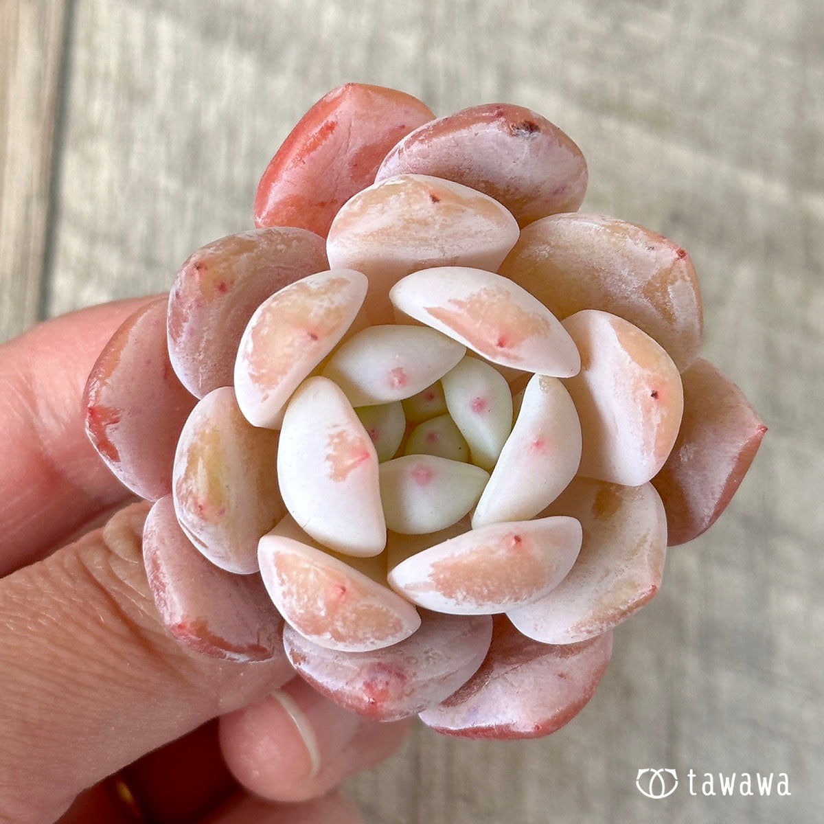 오렌지 먼로