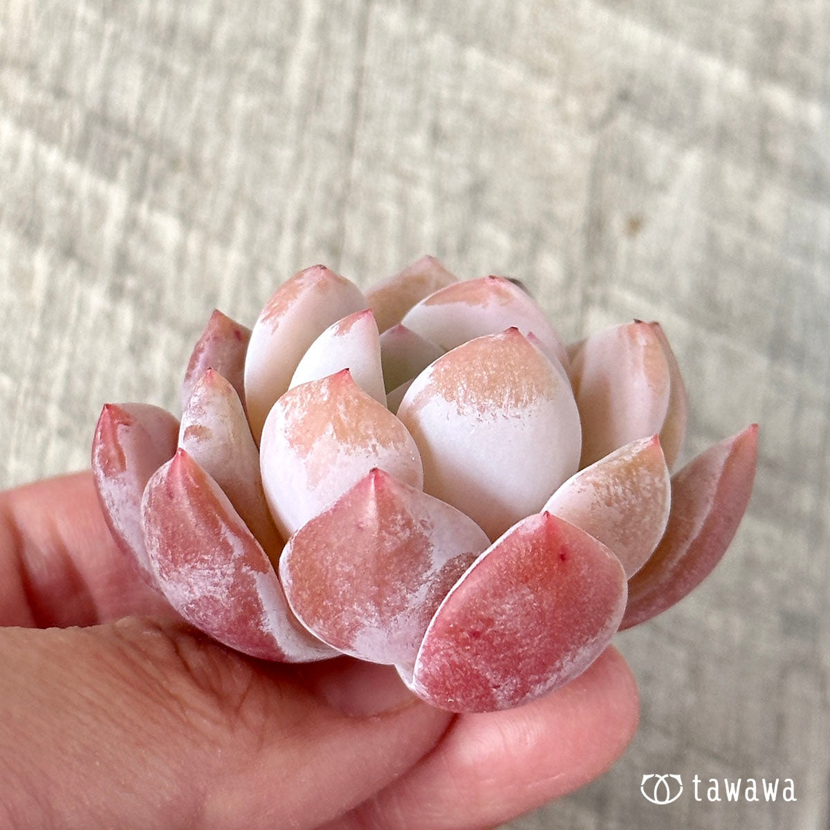 오렌지 먼로