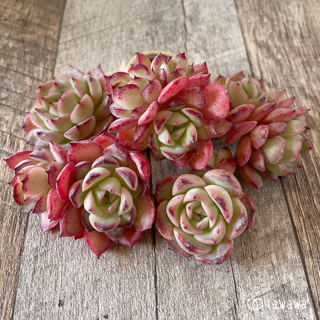 New Arrivals: Ice Green