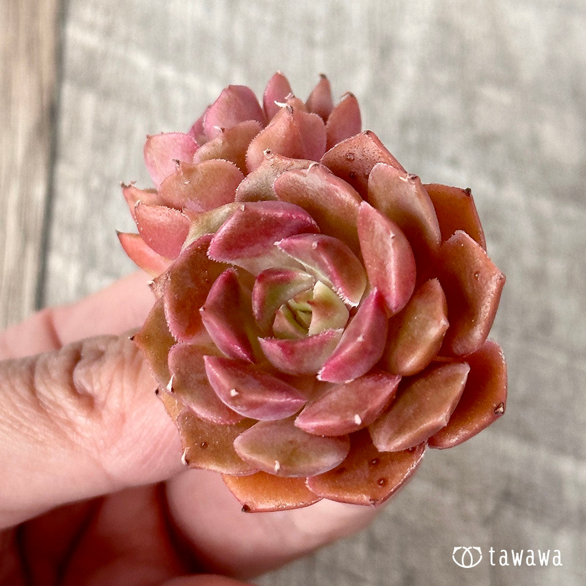 New Arrival Brown Rose