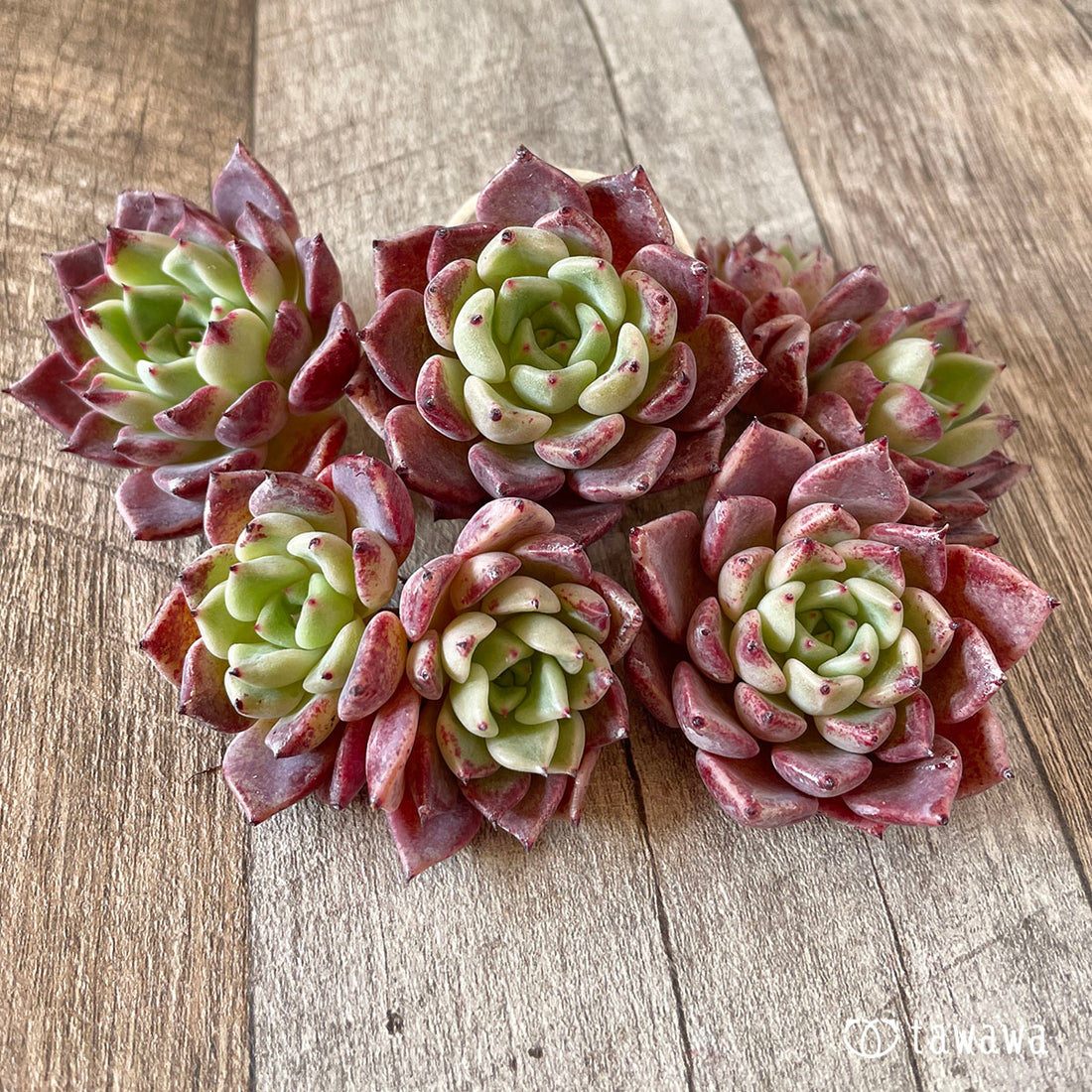 New Arrivals: Ice Green