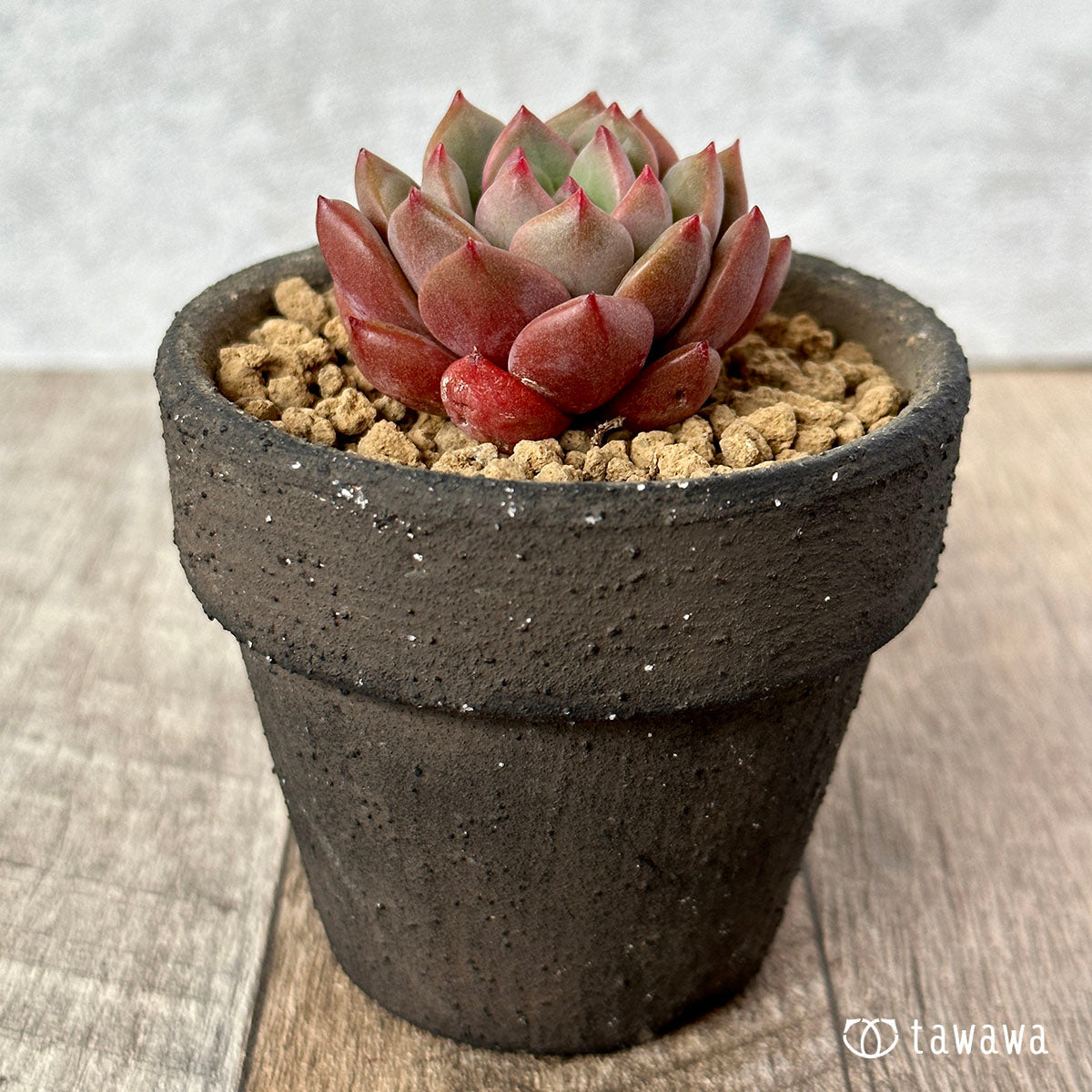 New Arrival* Hongil