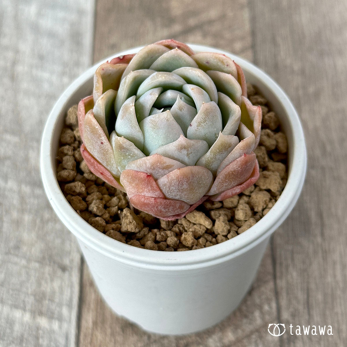 多肉植物 ホワイトカレー - 植物