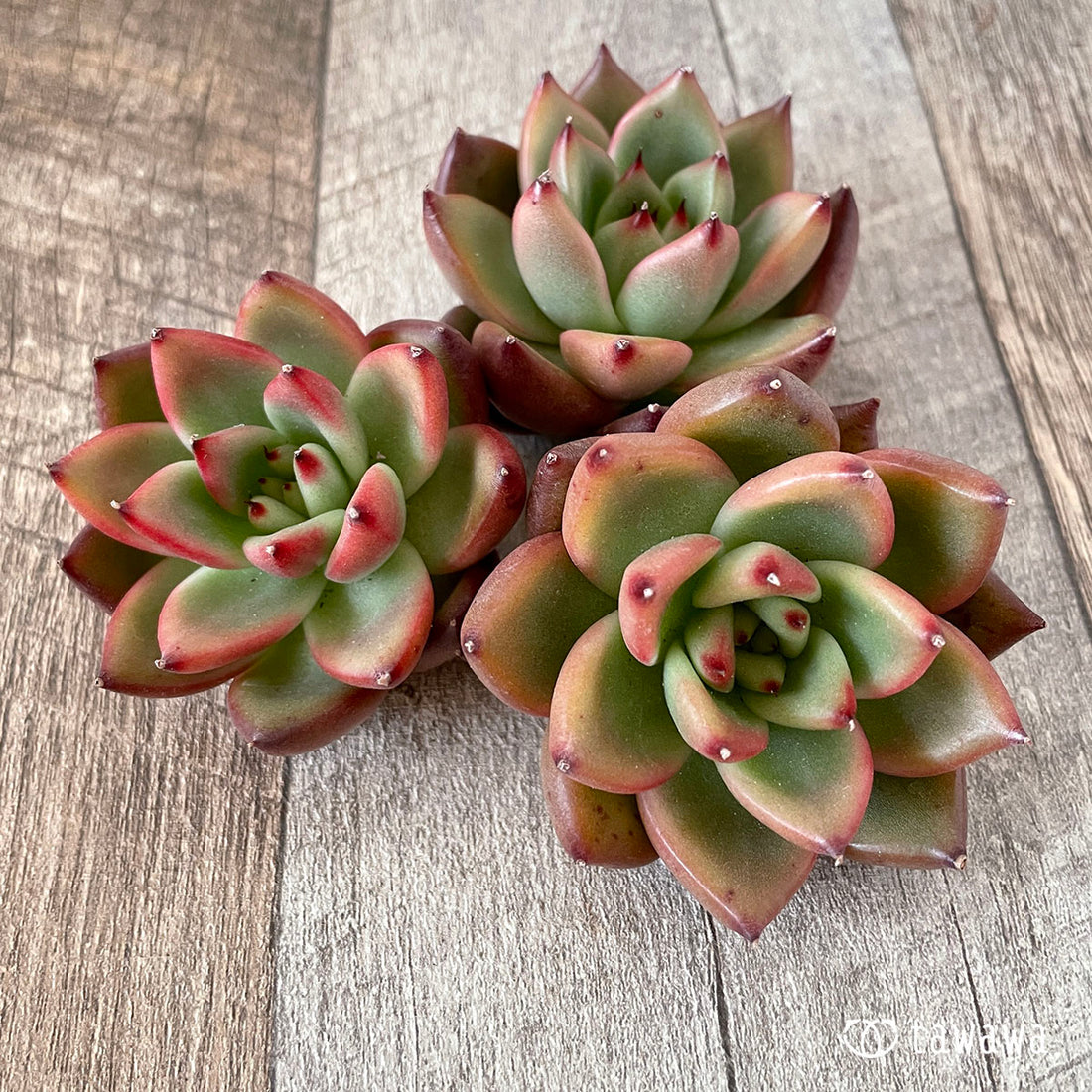 New Arrivals: Ice Green