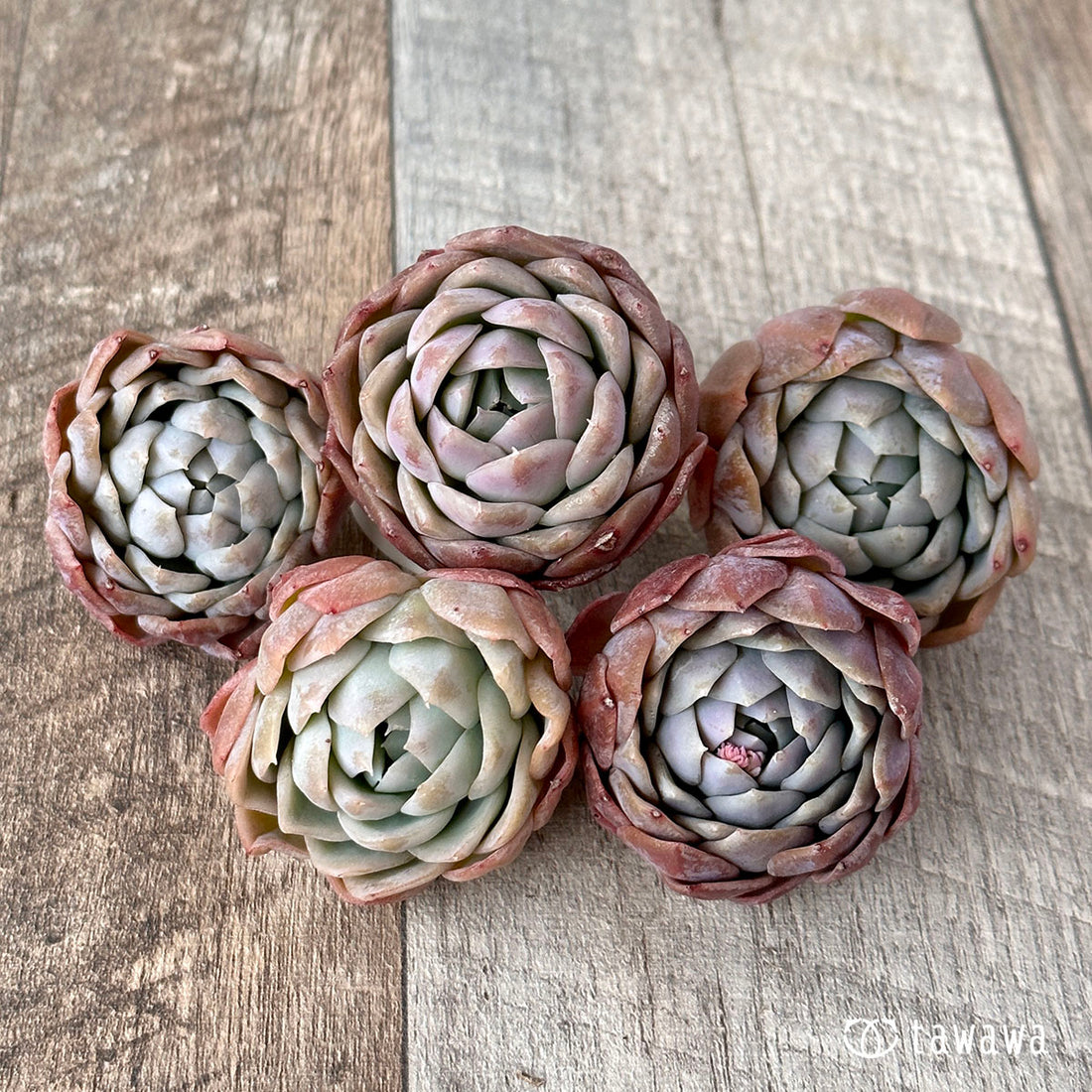 White Curry White Curry