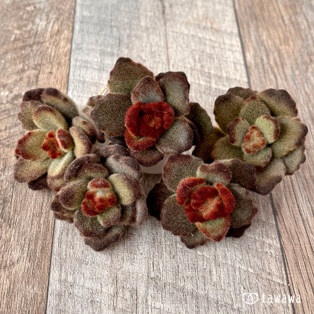 Teddy Bear Teddy Bear