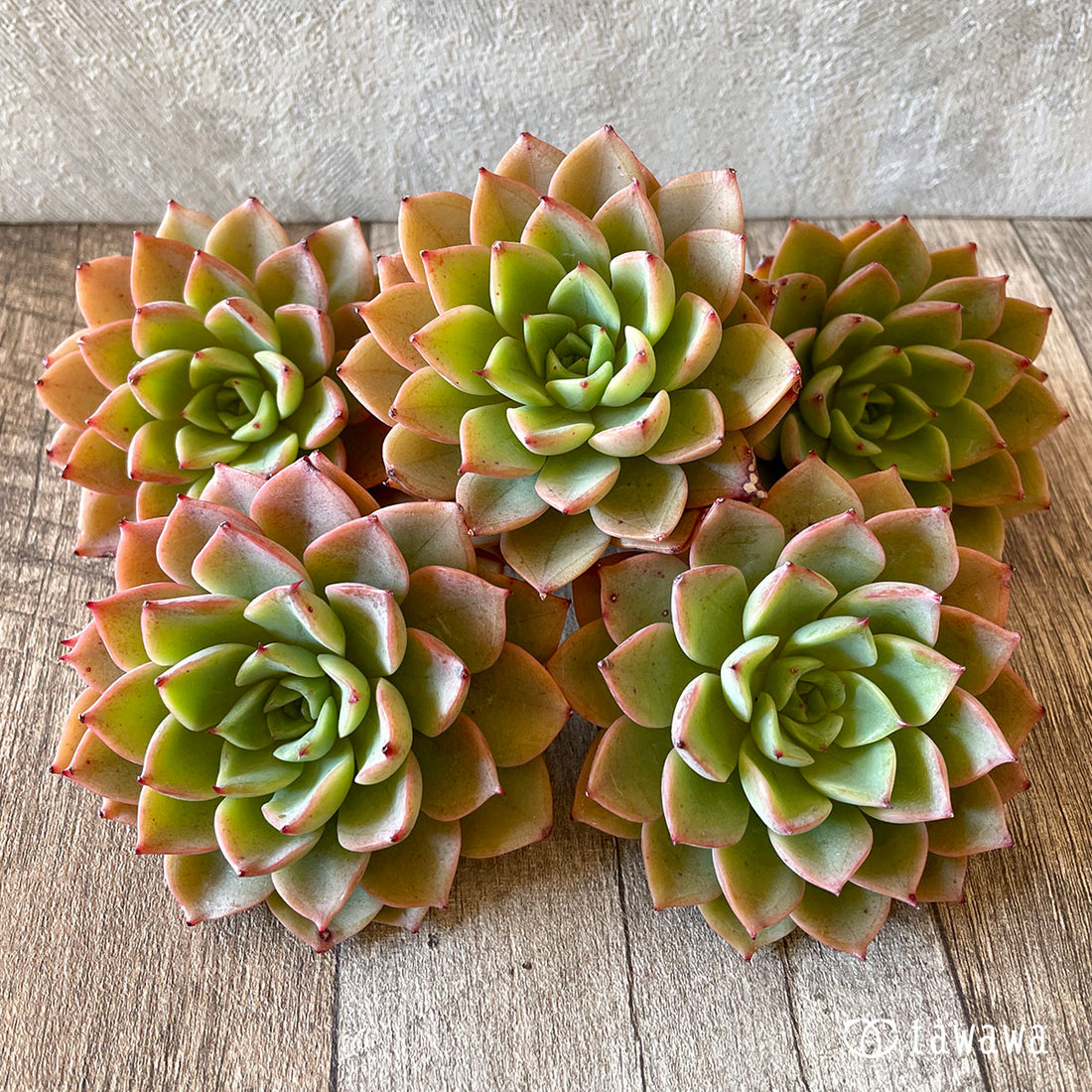 Eye Spinky Ice Pinky