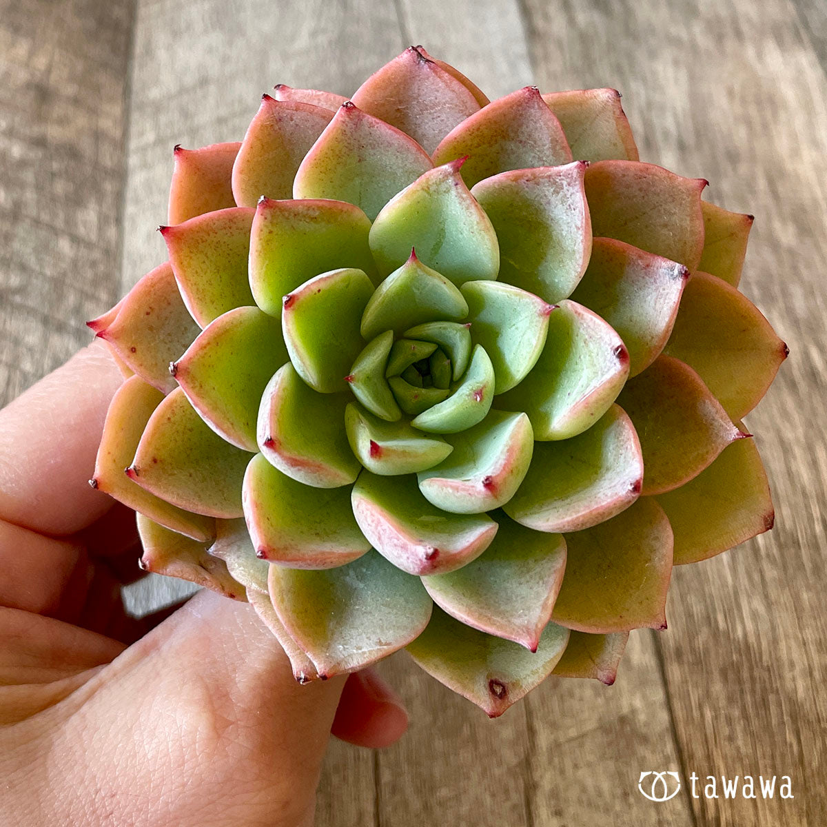 アイスピンキー 抜き苗 多肉植物 - その他多肉植物