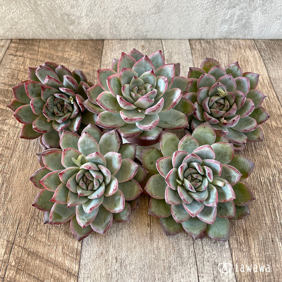 New Arrivals: Ice Green