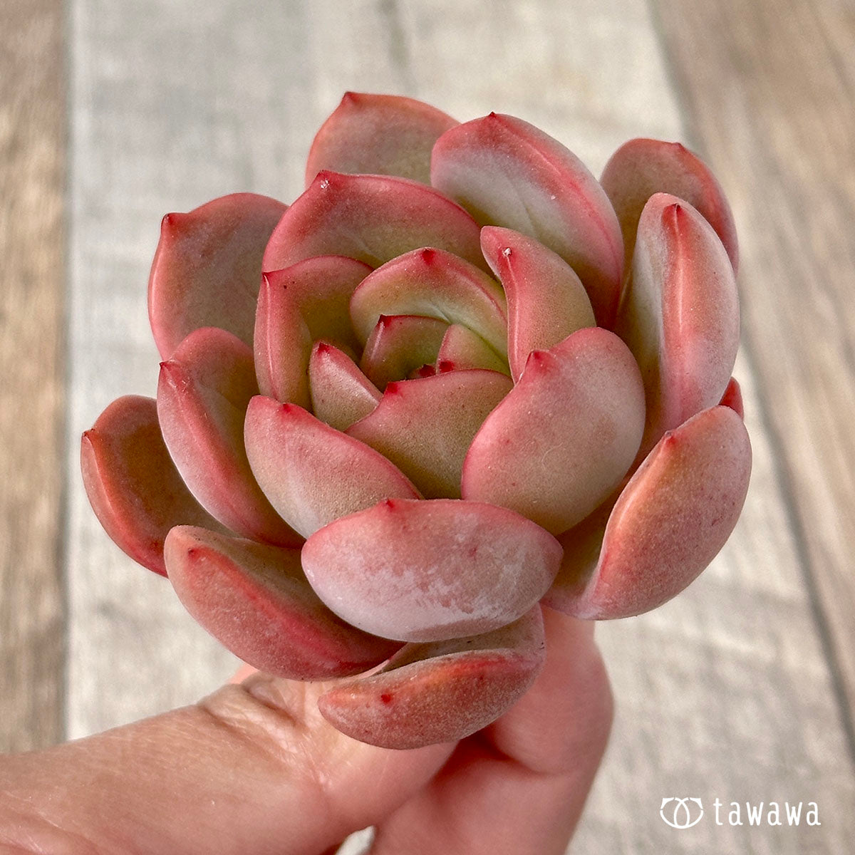 グラムピンク – 多肉植物の通販・販売サイト tawawa